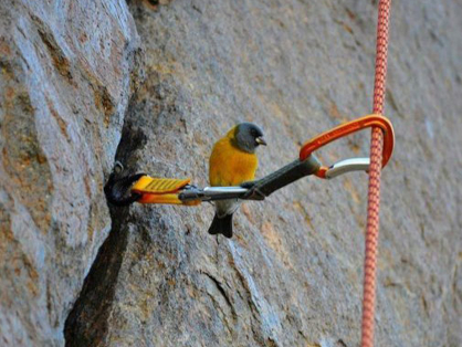 oiseau