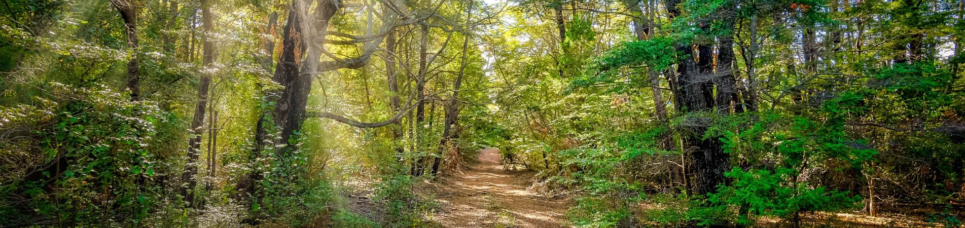 Sentier de terre serpentant dans un sous-bois lumineux, typique des sections de trail